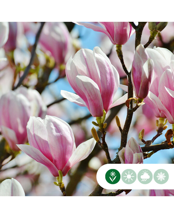 Magnolia soulangeana | Beverboom