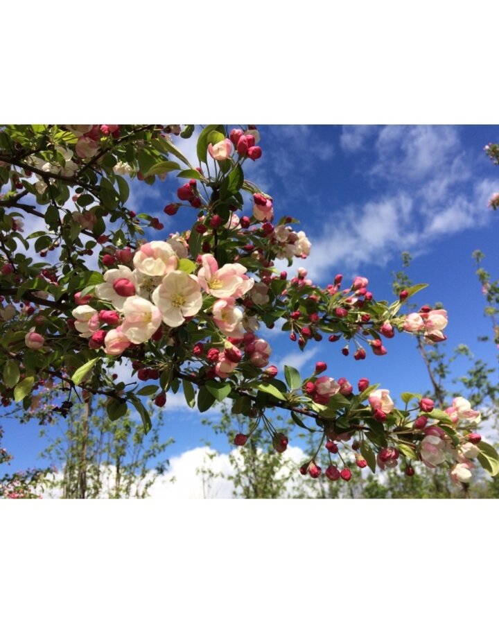 Malus floribunda | Sierappel