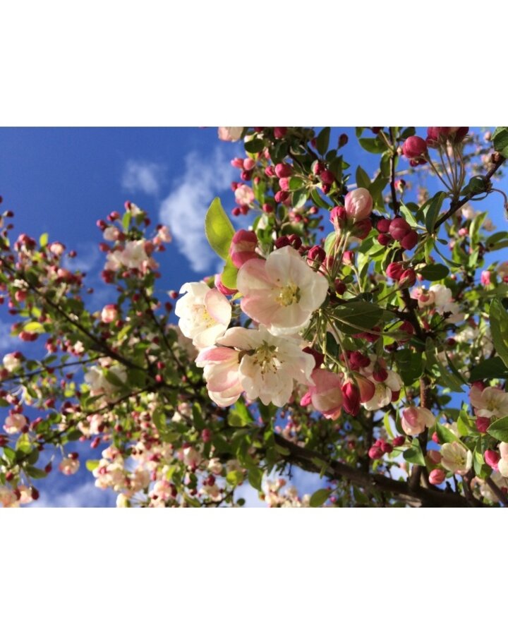 Malus floribunda | Sierappel