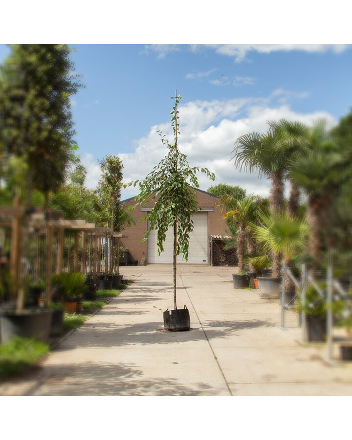 Malus floribunda | Sierappel