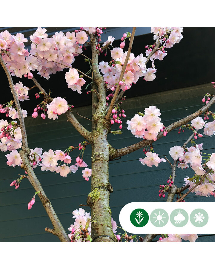 Prunus 'Accolade' | Japanse sierkers