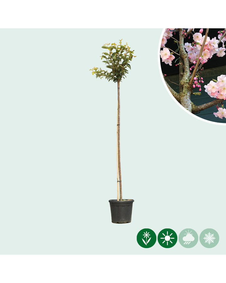 Prunus 'Accolade' | Japanse sierkers