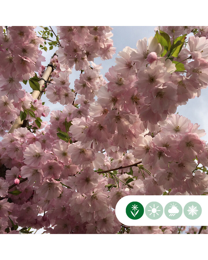 Prunus subh. 'Autumnalis Rosea' | Laanboom