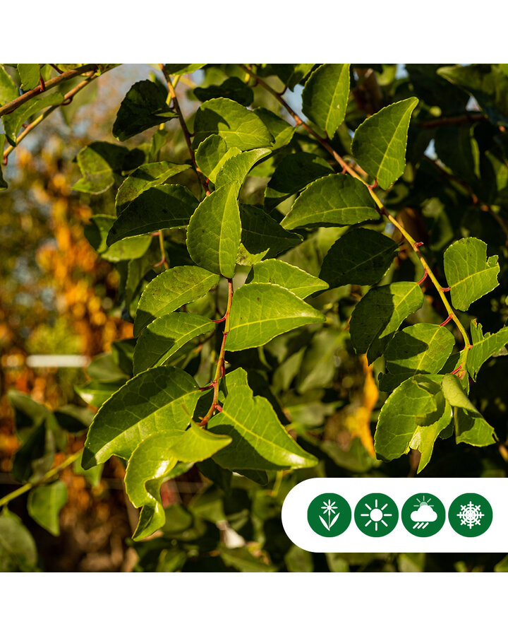 Prunus Lusitanica 'Tico' | Laurierkers