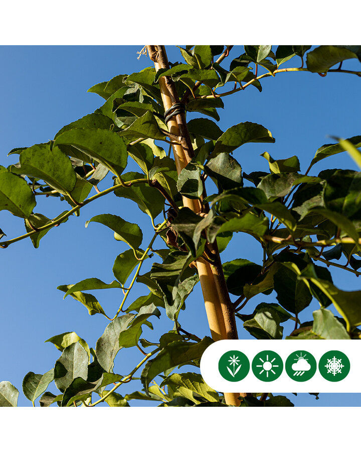 Prunus Lusitanica 'Tico' | Laurierkers