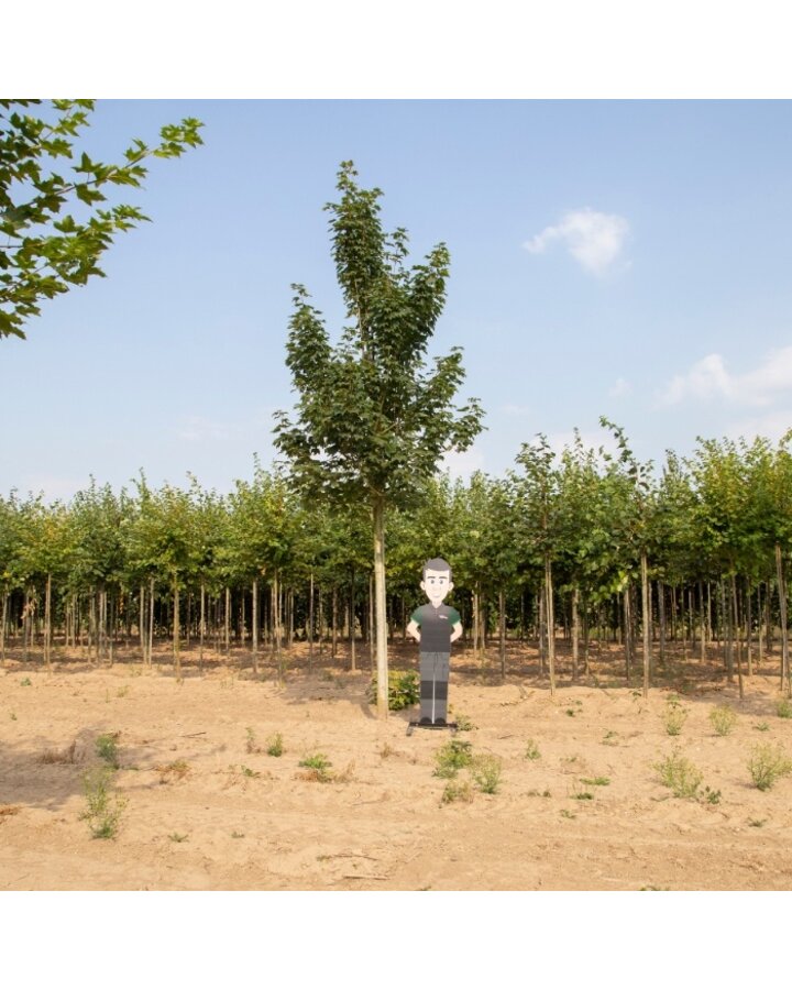 Acer pseudoplatanus | Gewone esdoorn