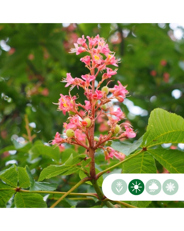 Aesculus carnea 'Briotii' | Rode paardenkastanje