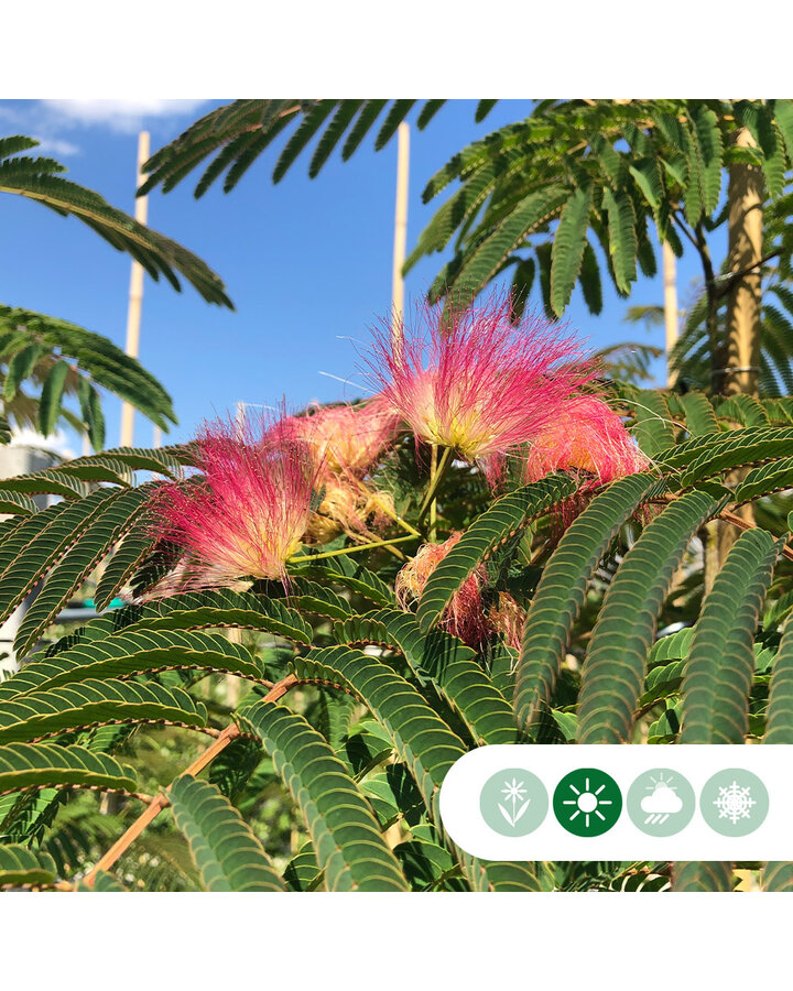 Albizia julibrissin | Perzische slaapboom