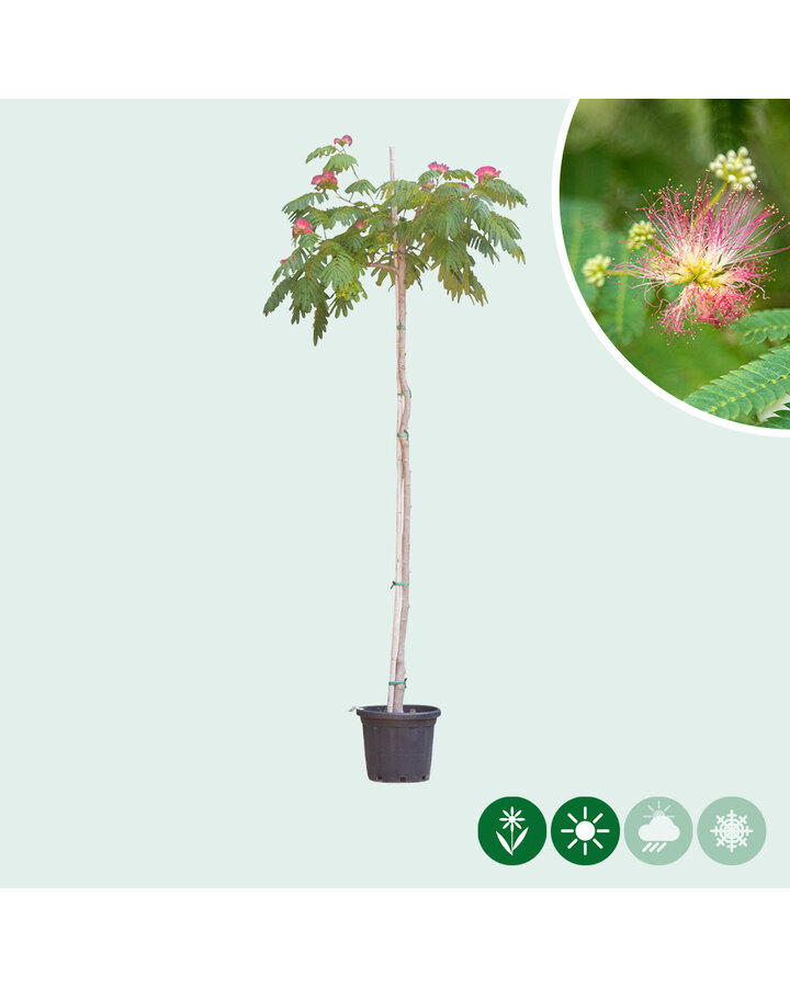 Albizia julibrissin | Perzische slaapboom