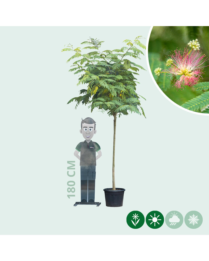 Albizia julibrissin | Perzische slaapboom