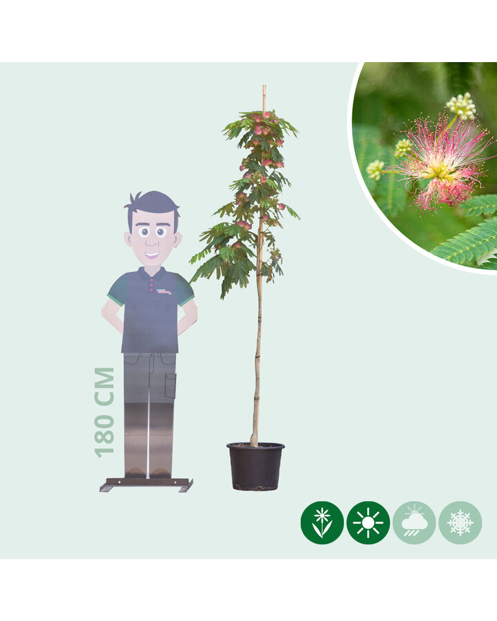 Albizia julibrissin | Perzische slaapboom