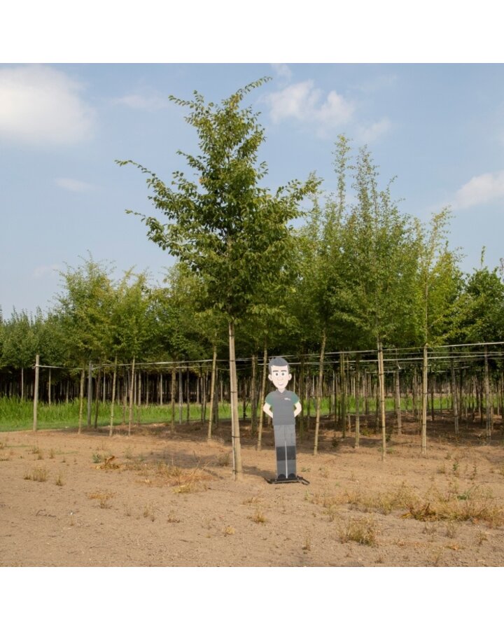 Carpinus betulus | Haagbeuk