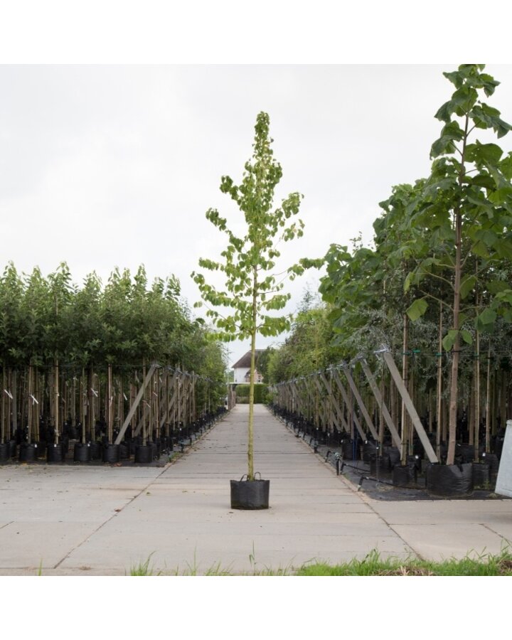 Corylus colurna | Turkse hazelnootboom