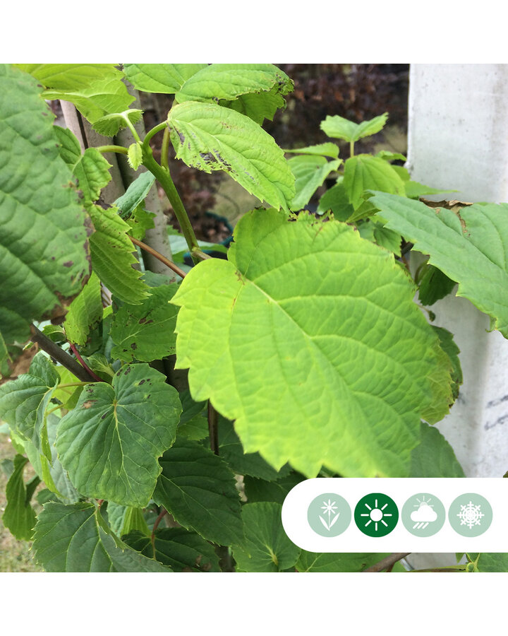 Davidia involucrata | Zakdoekjesboom | Laanboom