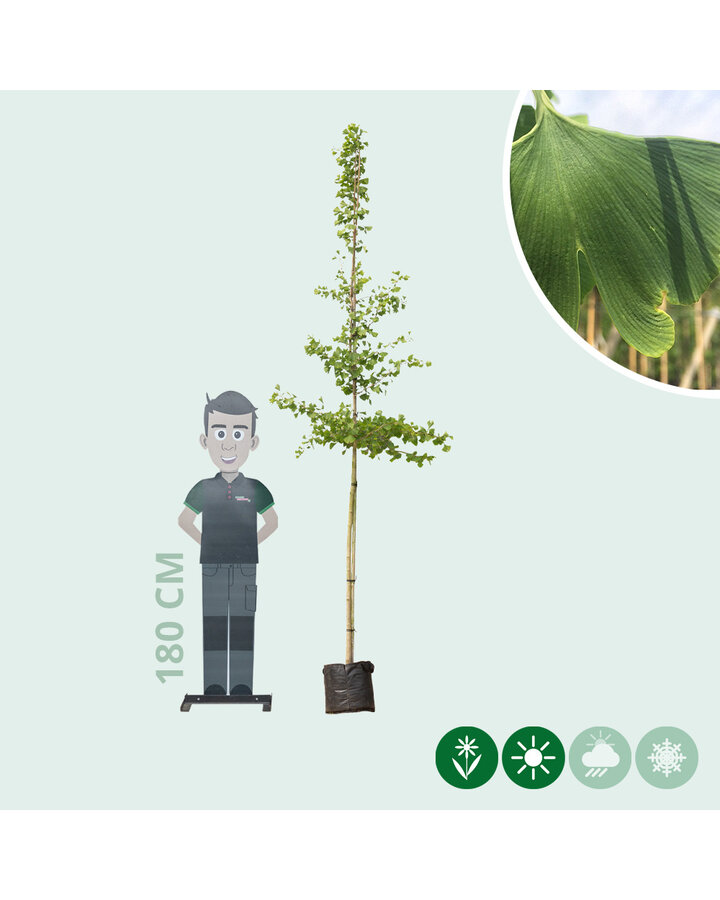 Ginkgo biloba | Japanse notenboom