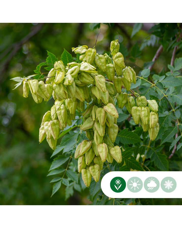 Koelreuteria paniculata | Blazenstruik