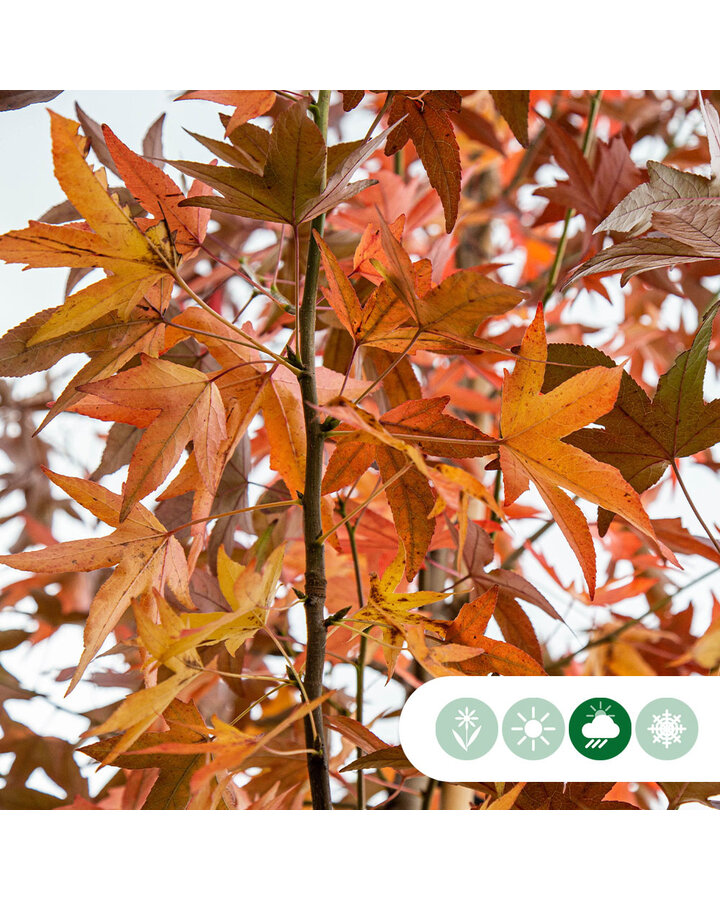 Liquidambar styraciflua | Amberboom