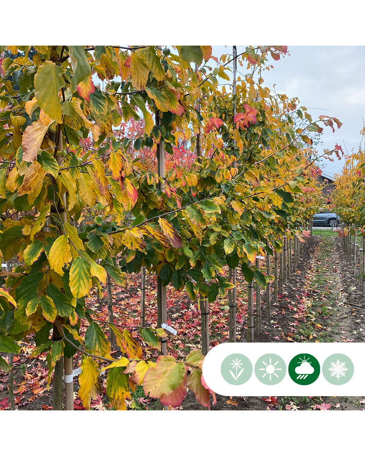 Parrotia persica | Perzisch ijzerhout