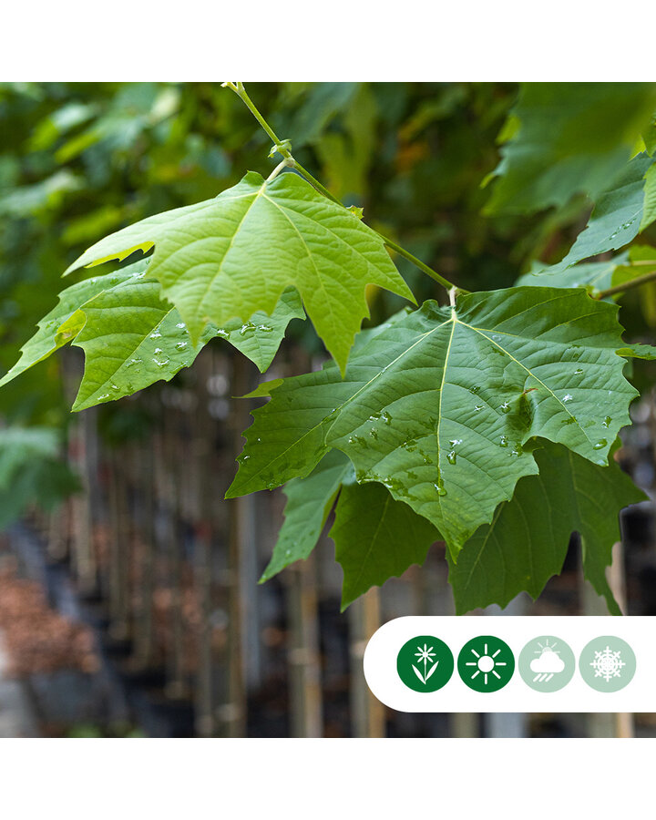 Platanus hispanica | Plataan