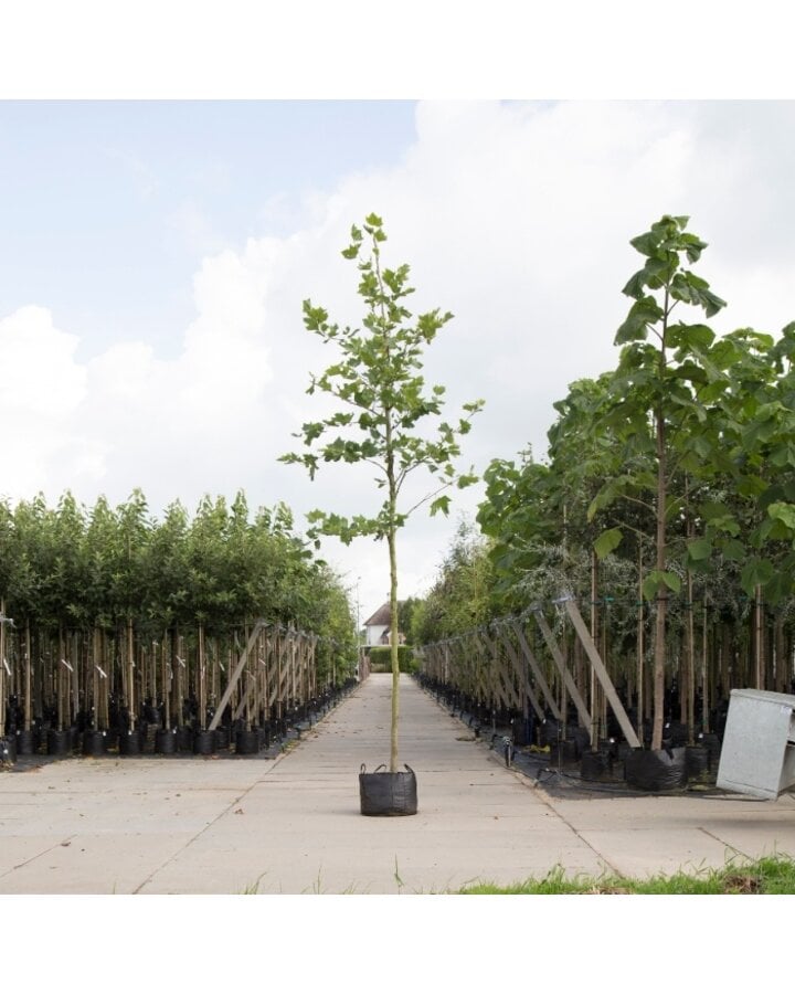 Platanus hispanica | Plataan
