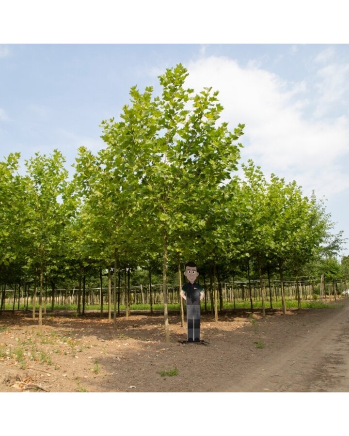 Platanus hispanica | Plataan
