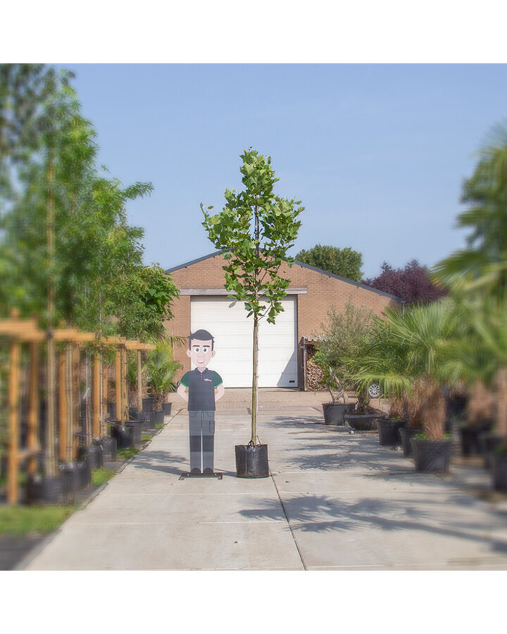 Platanus hispanica | Plataan