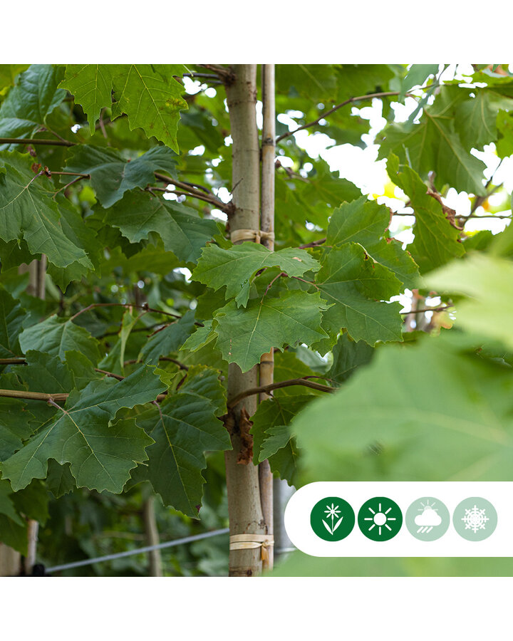 Platanus hispanica | Plataan