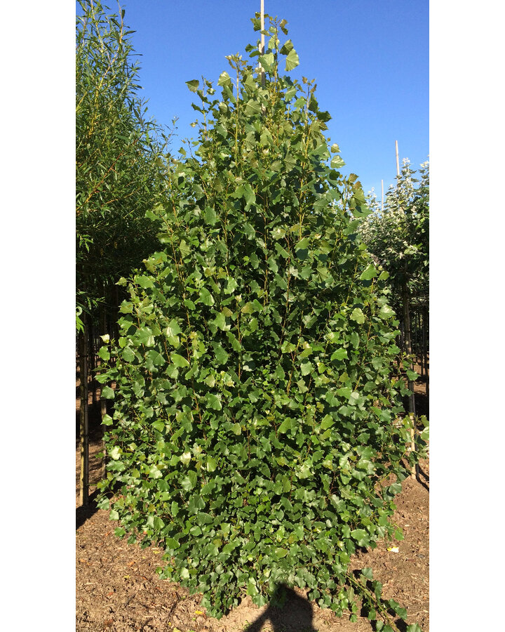 Populus nigra 'Italica' | Zwarte populier  | Laanboom - Copy