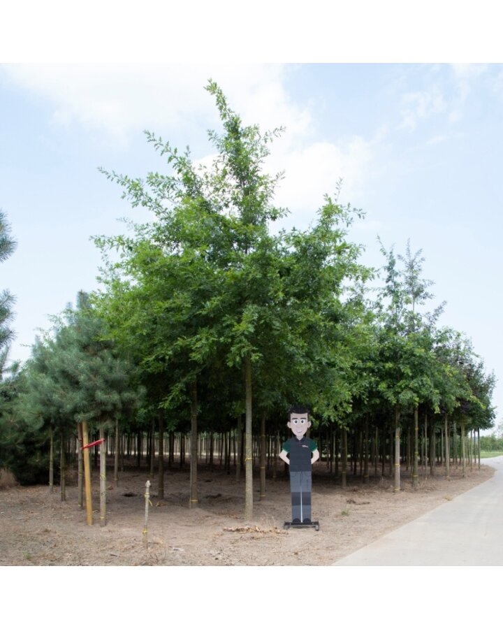 Quercus palustris | Moeraseik