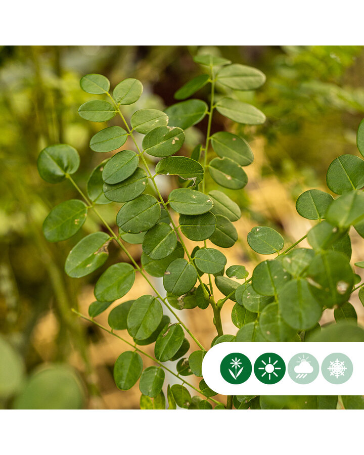 Sophora japonica | Honingboom