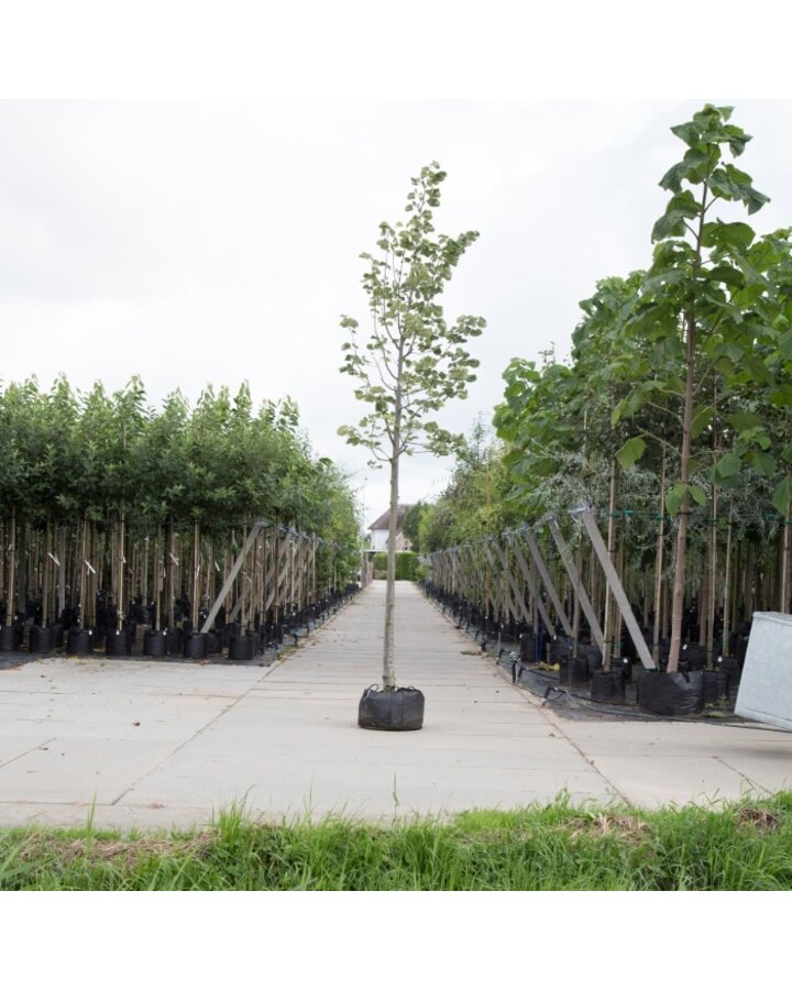 Tilia tomentosa 'Brabant' | Zilverlinde