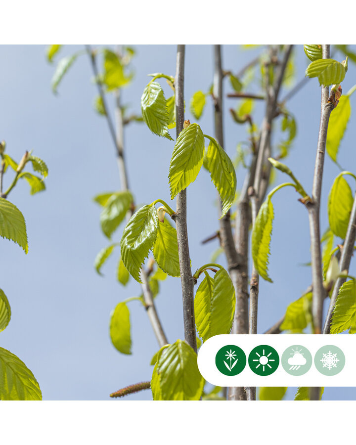 Betula albosinensis 'Fascination' | Chinese rode berk