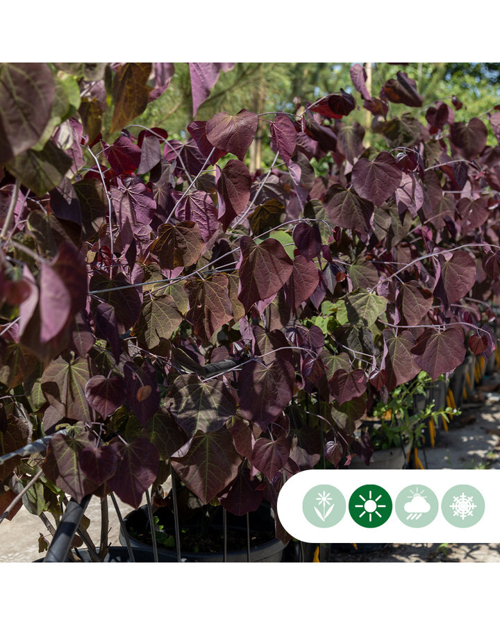 Cercis canadensis 'Forest Pansy' | Judasboom