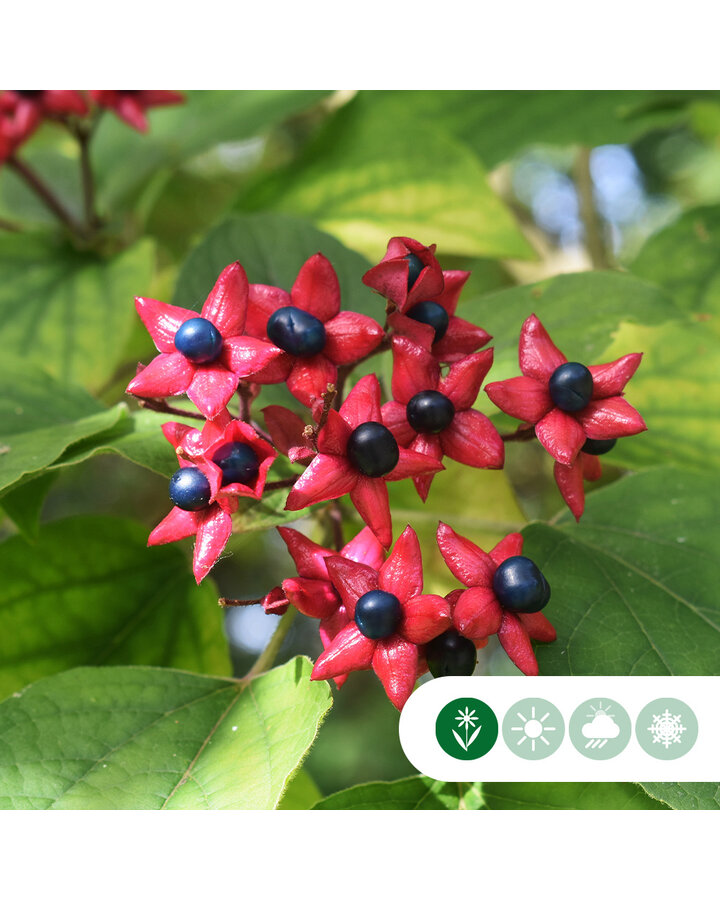 Clerodendrum trichotomum | Pindakaasboom