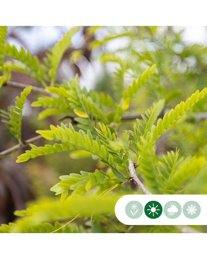 Gleditsia triac. inermis | Valse christusboom