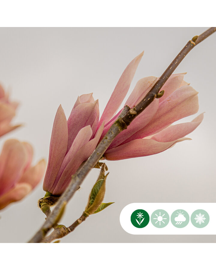 Magnolia 'Heaven Scent' op stam | Beverboom