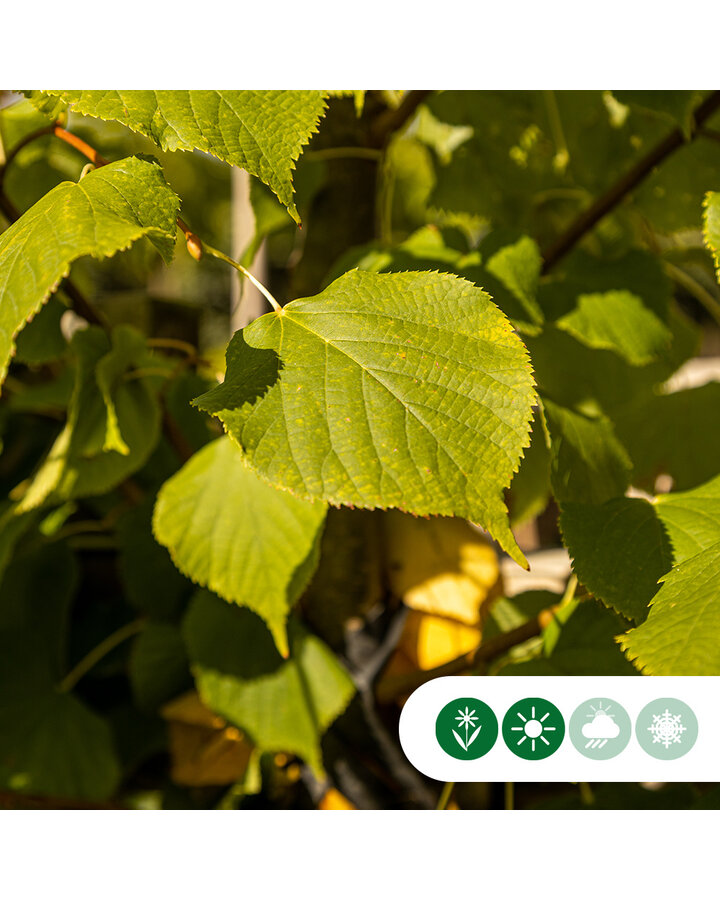 Tilia europaea 'Pallida' | Koningslinde