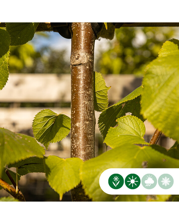 Tilia europaea 'Pallida' | Koningslinde