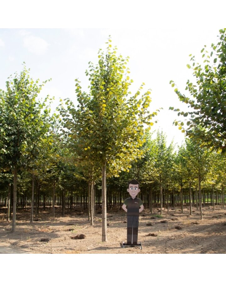 Tilia europaea 'Pallida' | Koningslinde