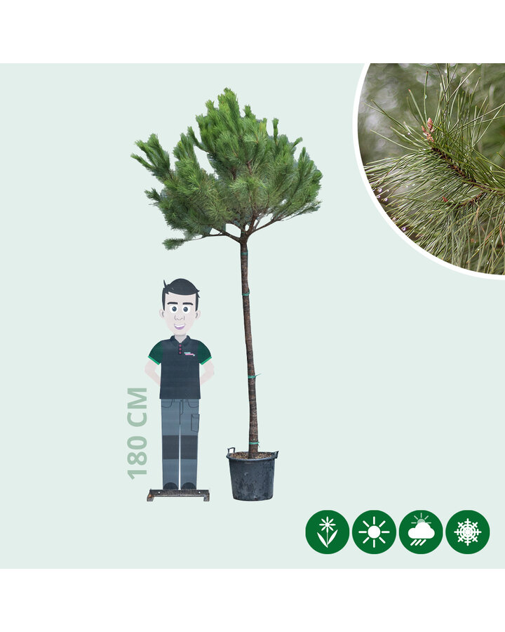 Pinus pinea | Parasolden