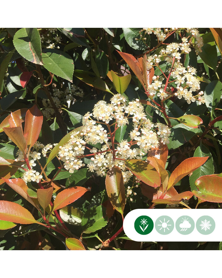 Photinia fraseri 'Red Robin' | Glansmispel | Haagplanten