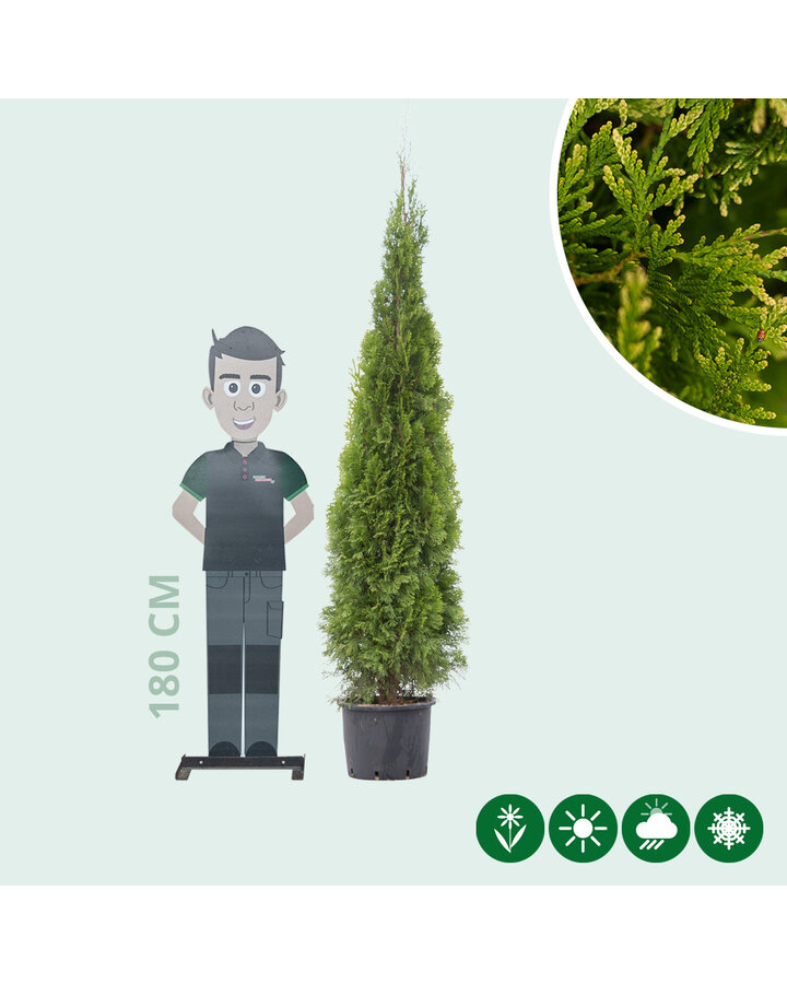 Thuja occ. 'Smaragd' | Levensboom  | Conifeer