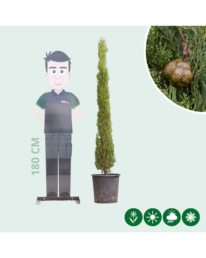 Cupressus sempervirens | Italiaanse cipres