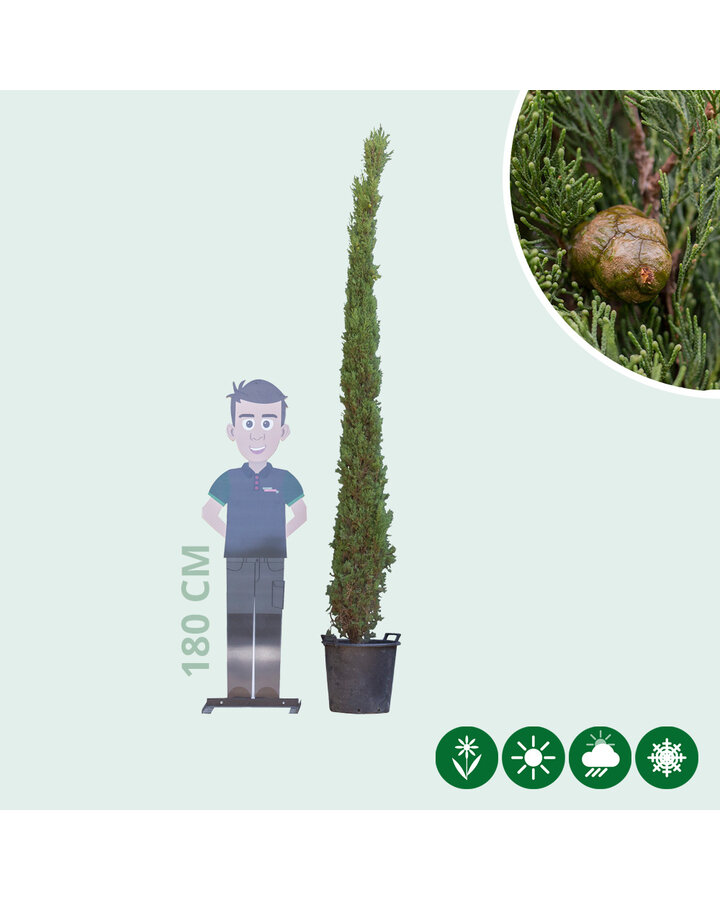 Cupressus sempervirens | Italiaanse cipres