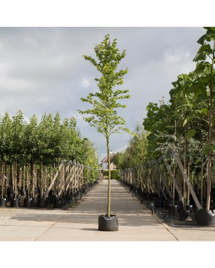 Ulmus glabra | Ruwe iep