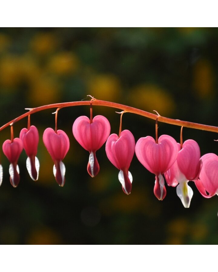 Dicentra spectabilis | Gebroken hartje | Vaste plant