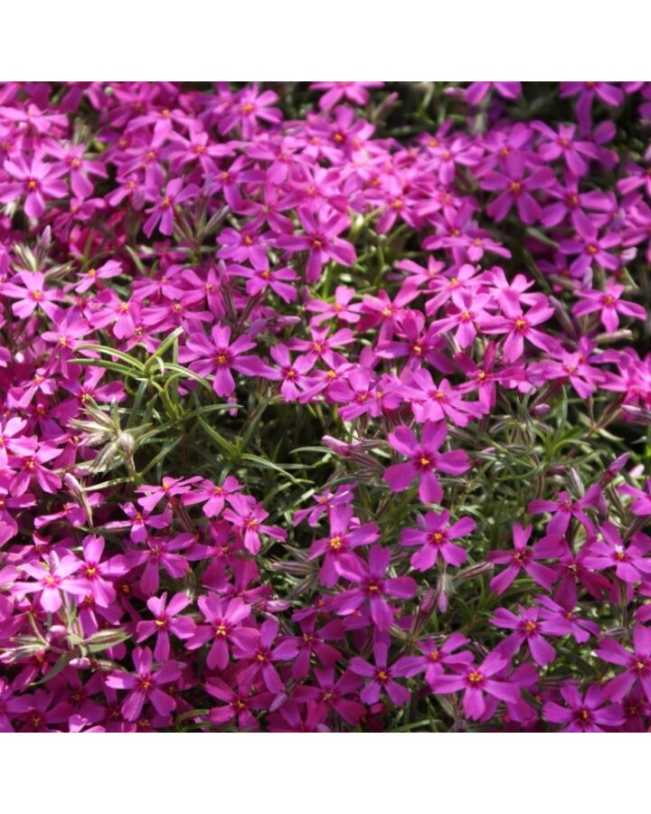 Phlox subulata 'Atropurpurea'’ | Roze vlambloem