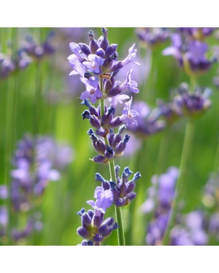Lavandula ang. 'Dwarf Blue' | Lavendel