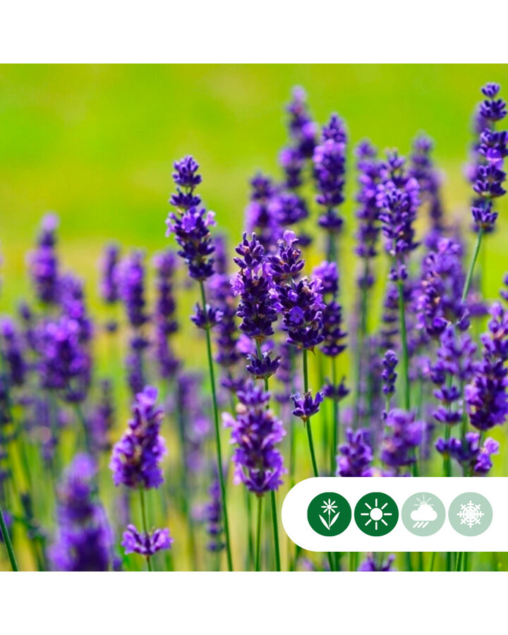 Lavandula ang. 'Hidcote' | Lavendel  | Vaste plant