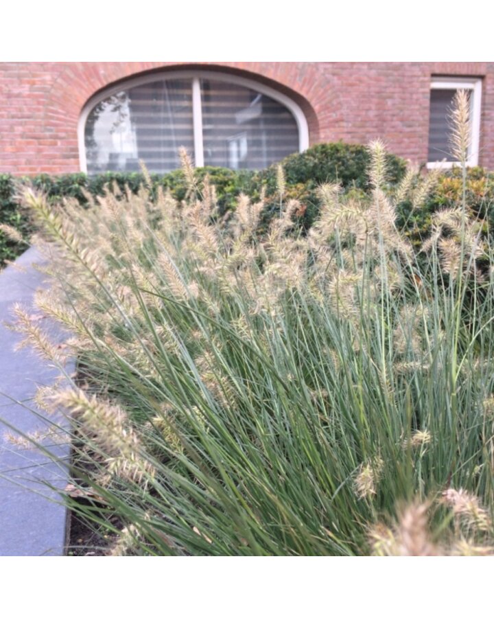 Pennisetum al. 'Hameln' | Lampepoetsergras | Siergras